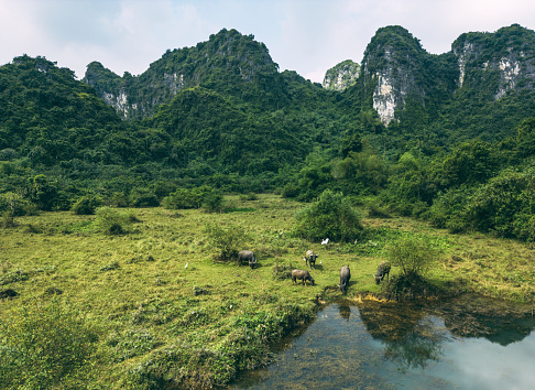 Amazing view of Tam Coc with karst formations, Ninh Binh province, Vietnam