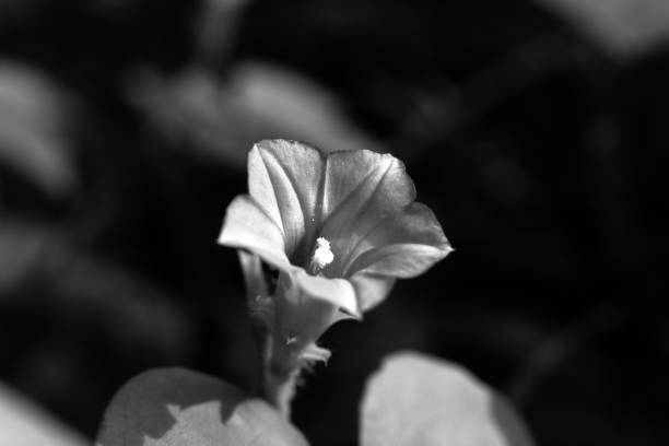 istock Beautiful Natural Flowers In Nature 1907475301