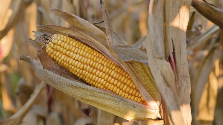 Corn on the cob and husk in agricultural field ready for harvest in autumn