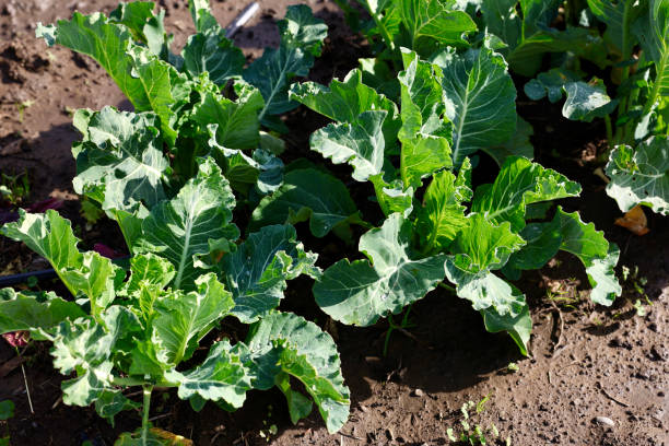 istock Muddy field on the farm 1907481585