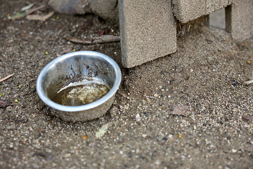Dirty pet water dish left out in the rain