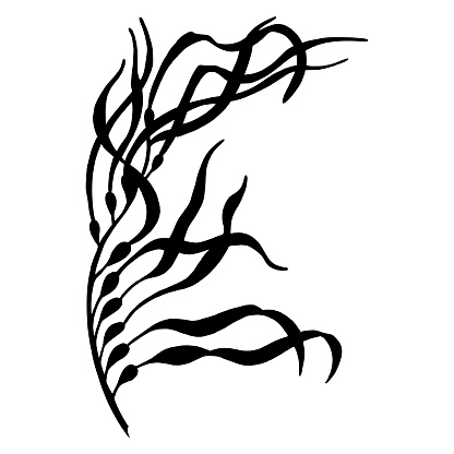 Seaweed vector silhouette. Hand drawn illustration of Algae in outline style painted by black inks on white isolated background. Line art drawing of underwater laminaria. Engraving of marine plant.