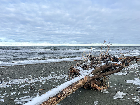 St. Lawrence river and beach in winter day at the municipality of Cap-Chat. There are many waves on the water, a tree trunk with now is on foreground and  some ices on the beach