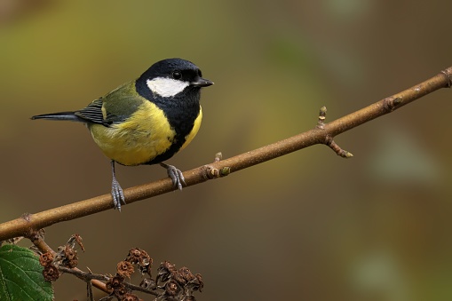A beautiful great tit perched atop a branch of a lush green tree, its wings spread wide, surrounded by lush green leaves