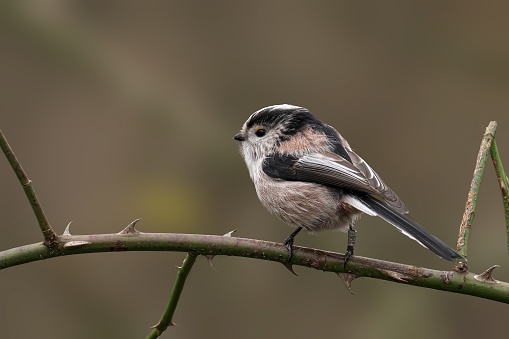 A long-tailed tit perches atop a branch with its wings spread wide, basking in the sunshine