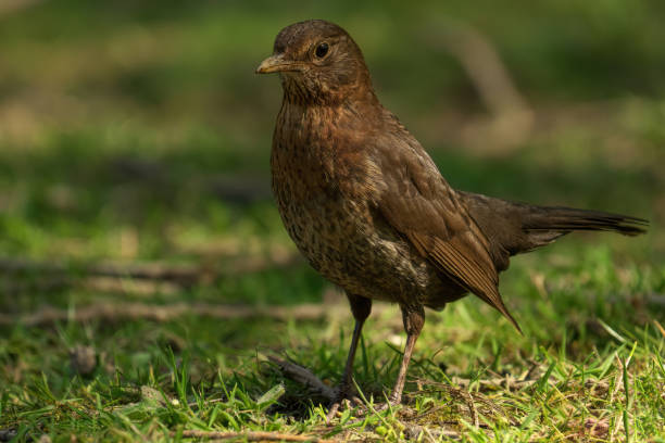 istock Brlackbird perched atop lush green grass, standing on a nearby branch 1907550982