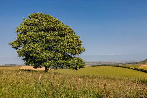 A view over the South Downs in Sussex with a tree in the foreground