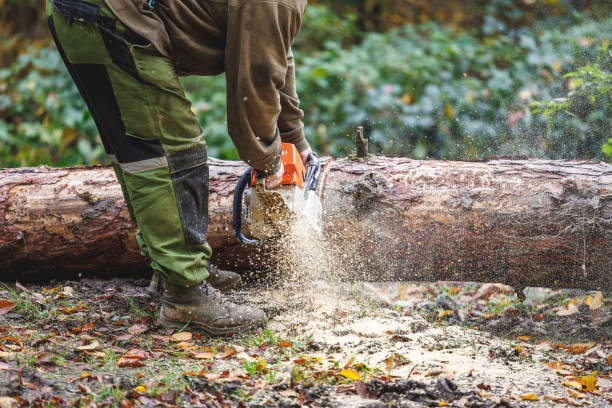 istock Lumberjack is cutting tree trunk by chainsaw in woodland 1907573225