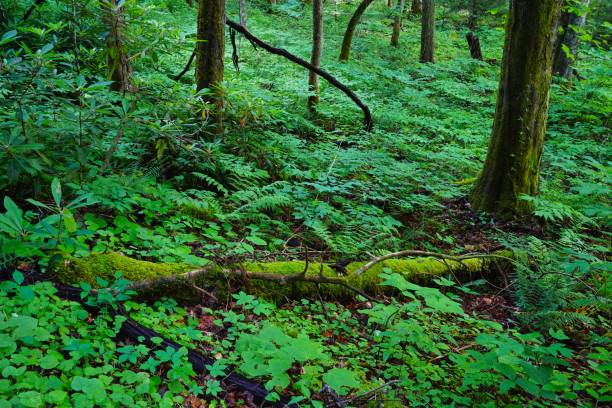 istock 202106 Dennis Cove CG Cherokee NF TN 1907585327