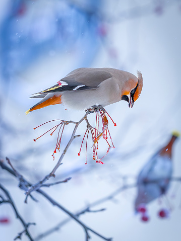 Waxwing with red berries