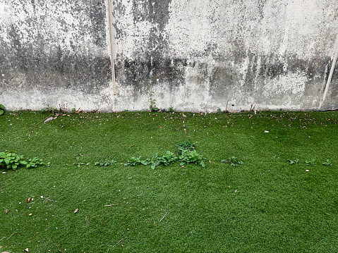 Weeds growing through badly installed artificial grass