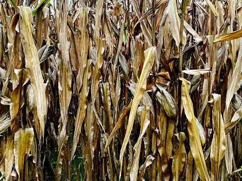 Dried cobs and corn stalks in a field in France. October 2023
