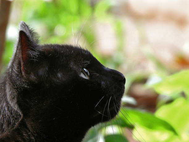Black cats are a wild breed