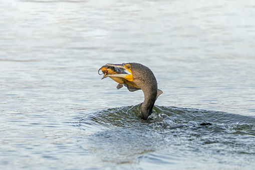 Beautiful great cormorant (Phalacrocorax carbo) catching a black bullhead catfish (Ameiurus melas).