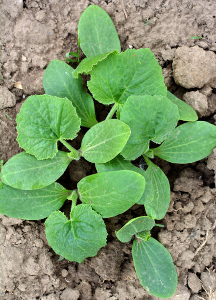 istock Young zucchini seedlings grow in the open ground 1907610807