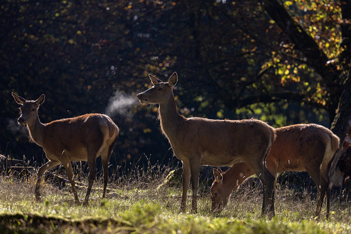 Three female red deer (Cervus elaphus) standing on a meadow in a forest.