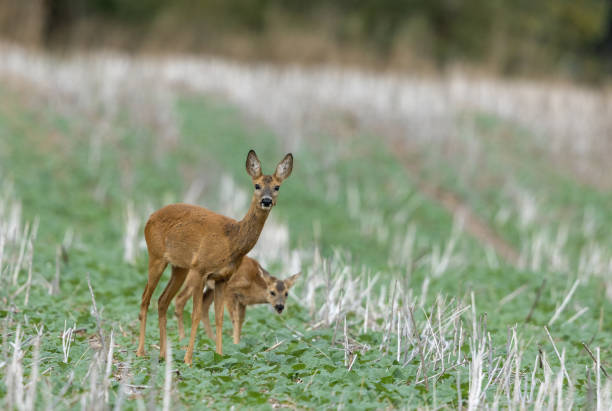 istock Beautiful doe (Capreolus capreolus) with her fawn 1907611329