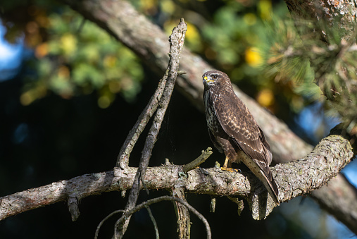 Common buzzard (Buteo buteo) perching on a coniferous tree.