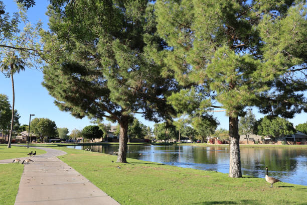 istock Canada geese graze on grass in Dos Lagos Park, Glendale, AZ 1907626923