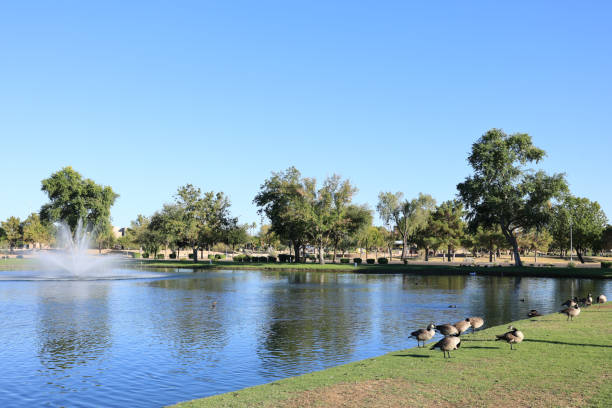 Canada geese graze on grass in Dos Lagos Park, Glendale, AZ