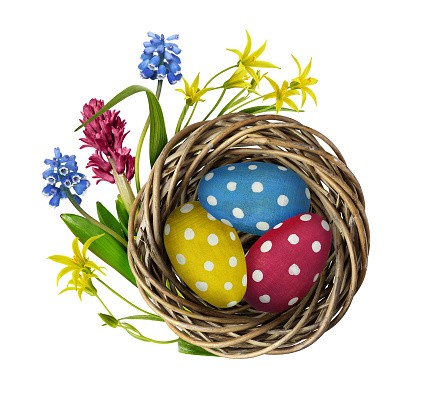 Wooden painted eggs in a twisted round nest with spring flowers isolated on white. Easter concept.