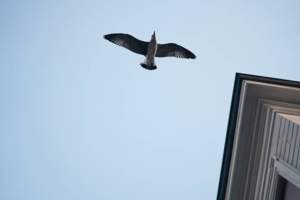 istock seagull seen from below with open wings and blue sky 1907630631