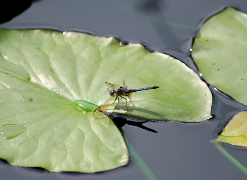 Green Dragonfly on Waterlily pad in Indianapolis, Indiana, US