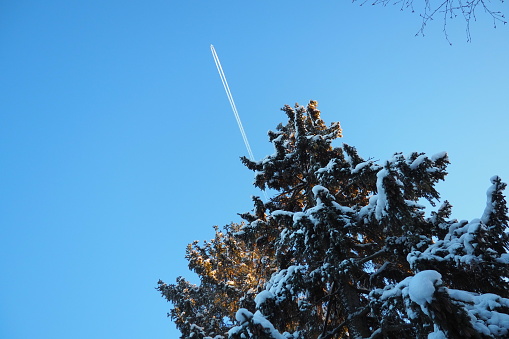 The plane flies across the blue sky. Pine forest in winter during the day in severe frost, Karelia. Snow on the coniferous branches. Scots pine Pinus sylvestris is a plant pine Pinus of Pine Pinaceae.
