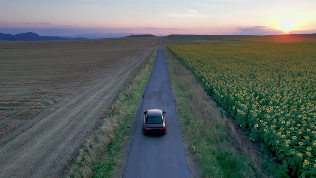Car drive on rural road among sunflower agriculture fields at sunset, aerial cinematic drone shot