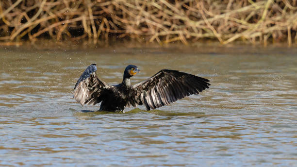 istock Great cormorant drying wings in a pond 1907645153