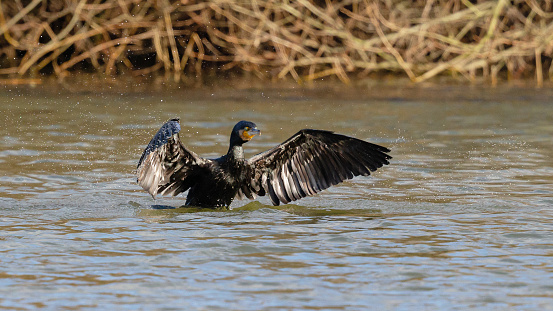 Daytime front view close-up of a single great cormorant (Phalacrocorax Carbo) drying its wings in a pond, looking at the camera