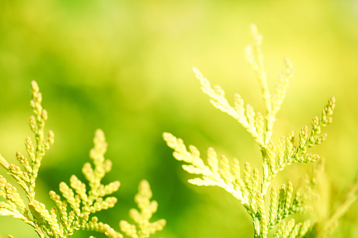 A DSLR close-up photo of beautiful thuja tree branchs (Thuja occidentalis) on a defocused green garden background. Shallow depth of field. Space for copy.