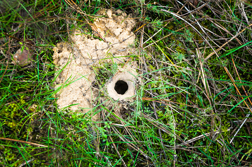 Spider's burrow on the ground, near sand and grass.