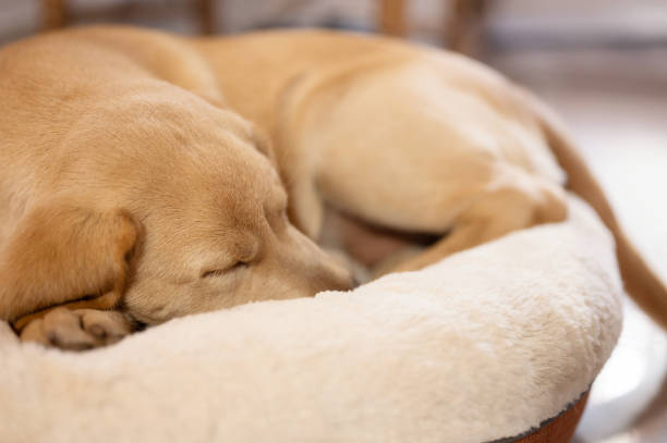 istock Clean labrador dog puppy 1907692042
