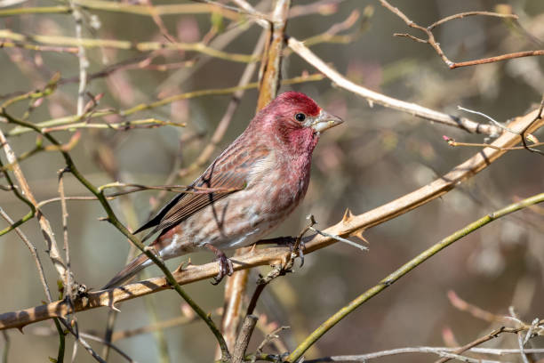 istock purple finch bird 1907693476