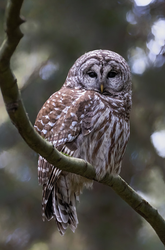Barred Owl Bird at Vancouver BC Canada