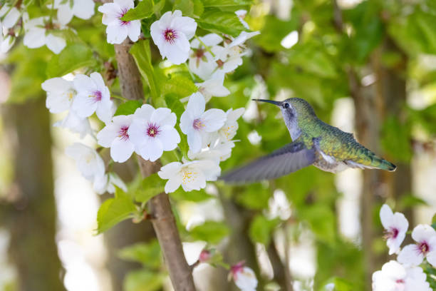 istock annas hummingbird and flower 1907699831