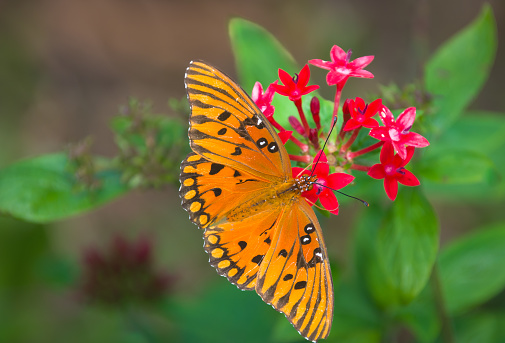 Blue tiger butterfly or Danaid Tirumala limniace on a pink zinnia flower with green blurred background.