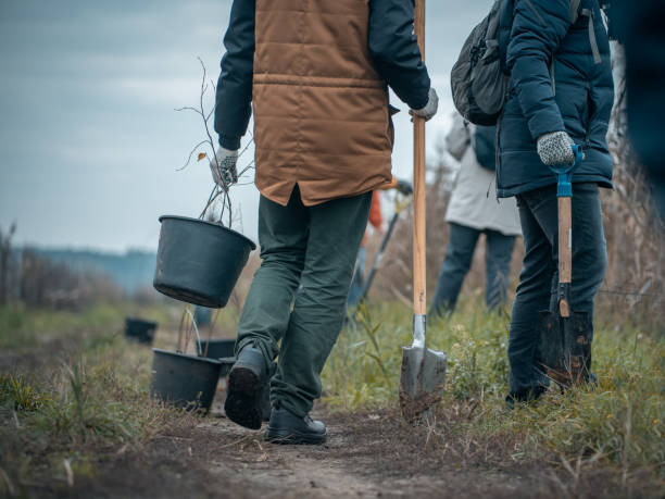 afforestation equipment and seedlings in new forest