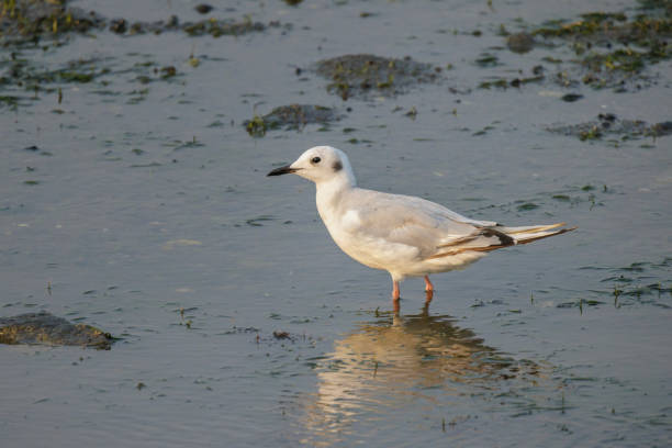Bonaparte's Gull bird at Vancouver BC Canada