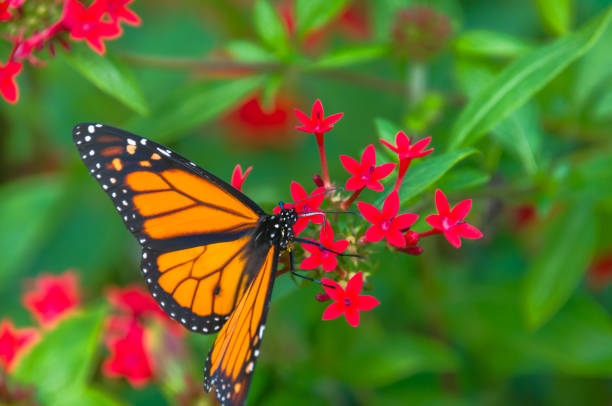 Monarch Butterfly on Red Flowers