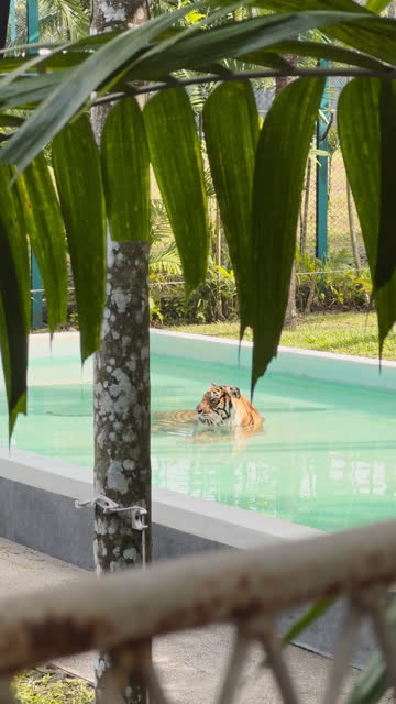 The tiger lies in the mini pool and cools down in the heat in the tiger park of Thailand