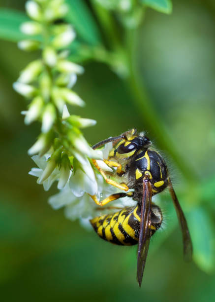 istock Common Aerial Yellowjacket, Dolichovespula Arenaria 1907722564