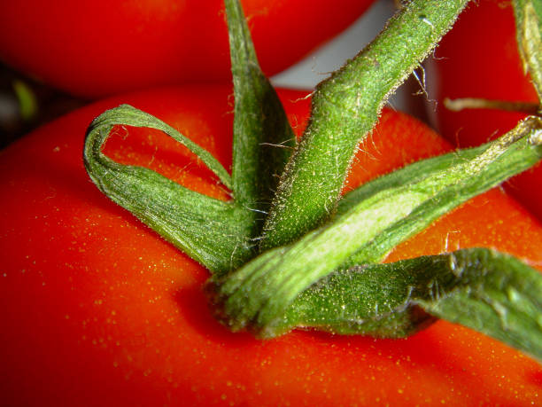 крупный план плодоножки помидора - albert schweitzer стоковые фото и изображения