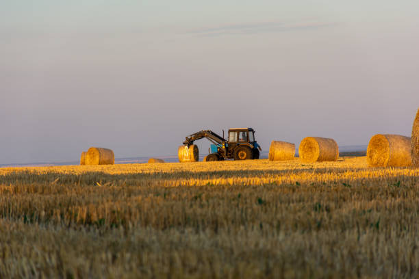 istock Tractor harvesting round bales of straw at sunset 1907733047