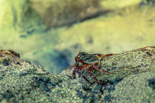 Maldivian crab close-up photo. Selective focus.
