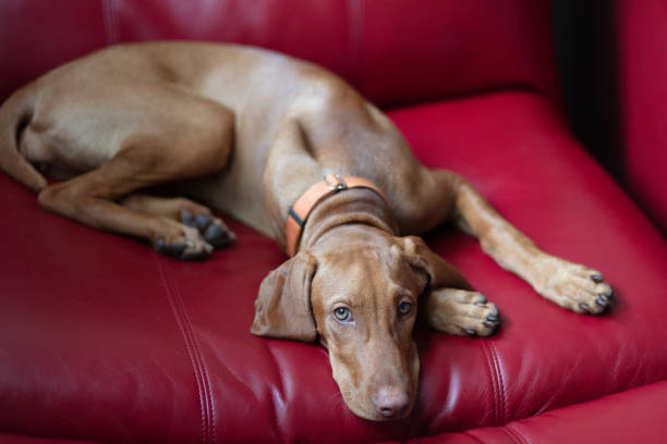 Hungarin vizsla puppy outdoors on the concrete ground.