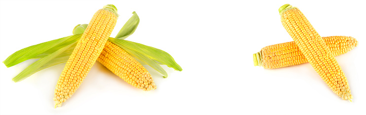 Corn on the cob isolated on white background. Collage. Wide photo. Free space for text.