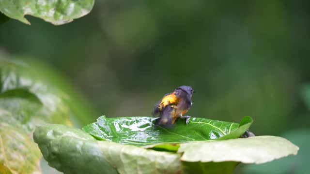 Orange bellied flowerpecker bathing on the leaf