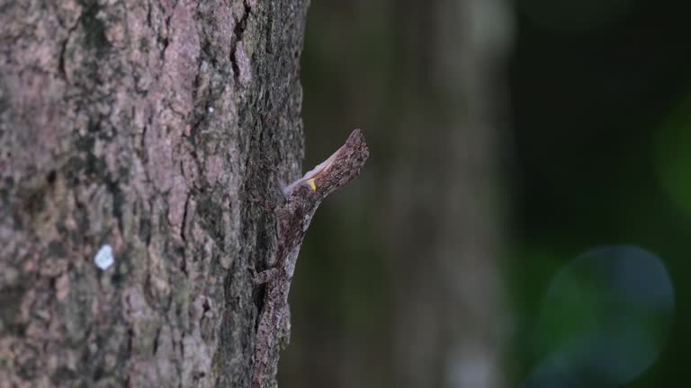 Body extended out while waiting for a prey as the tree at the background moves with the wind, Spotted Flying Dragon Draco maculatus, Thailand